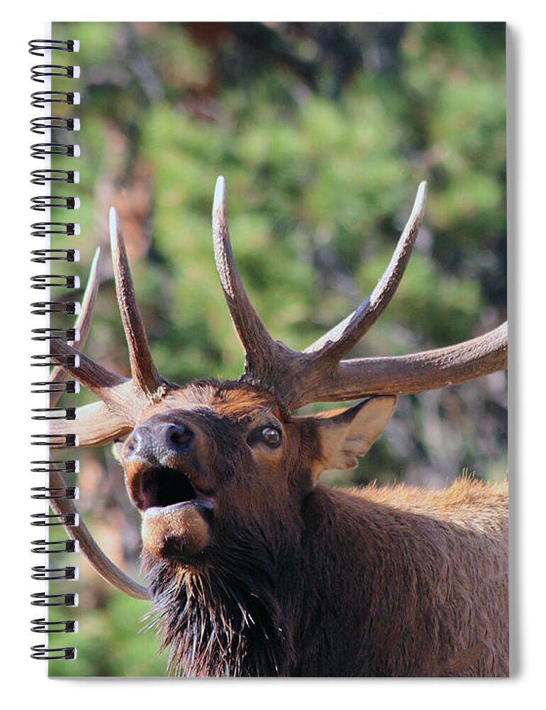 Elk Spiral Notebook featuring the photograph Bugling Bull by Shane Bechler