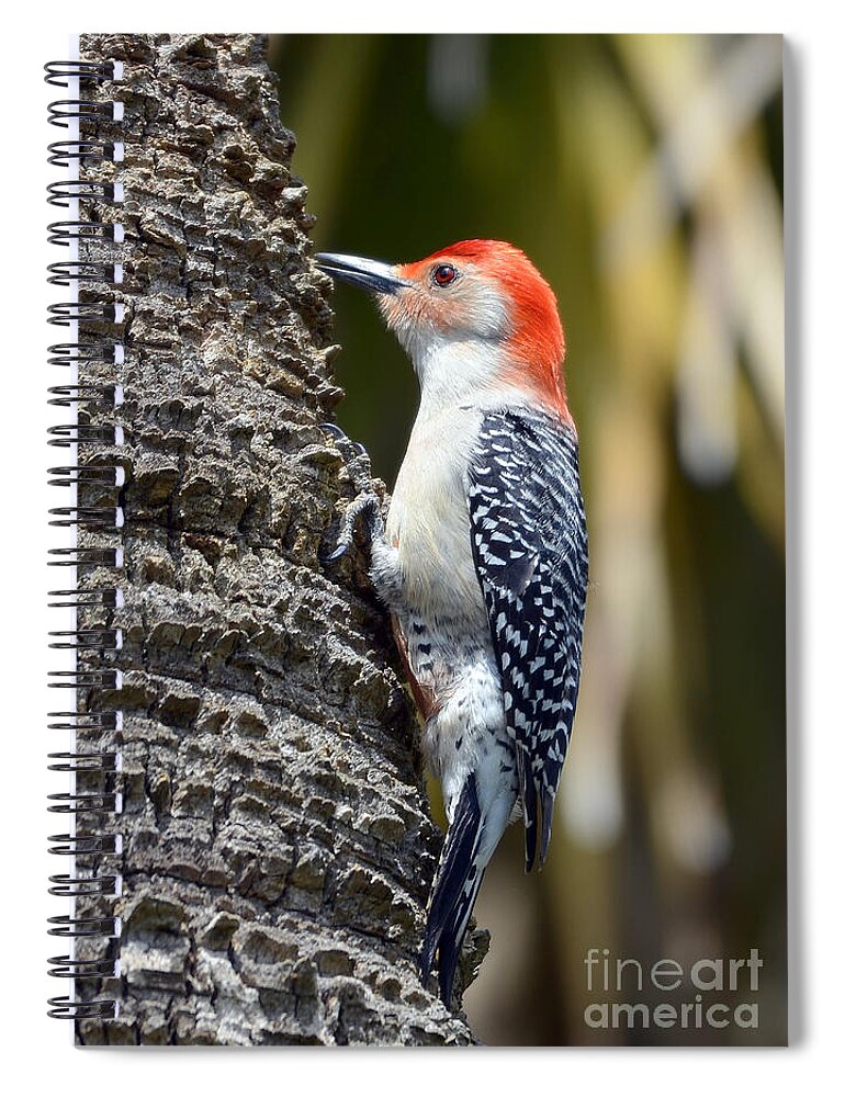 Woodpecker Spiral Notebook featuring the photograph Building A Home by Kathy Baccari