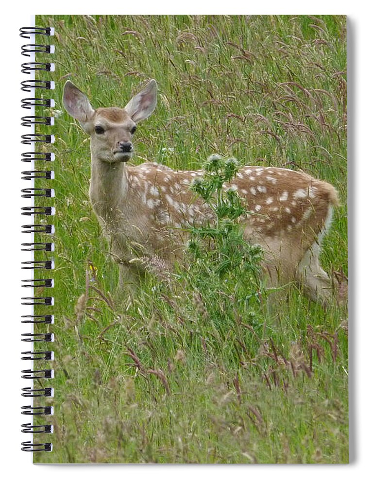 Bukhara Deer Spiral Notebook featuring the photograph Bukhara deer calf by Phil Banks