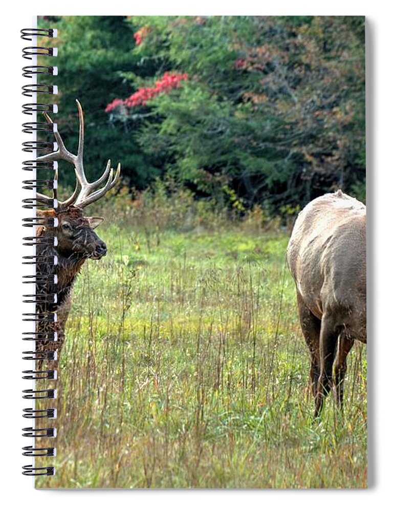 Elk Spiral Notebook featuring the photograph Bull Elk and His Lady at Cataloochee by Carol Montoya