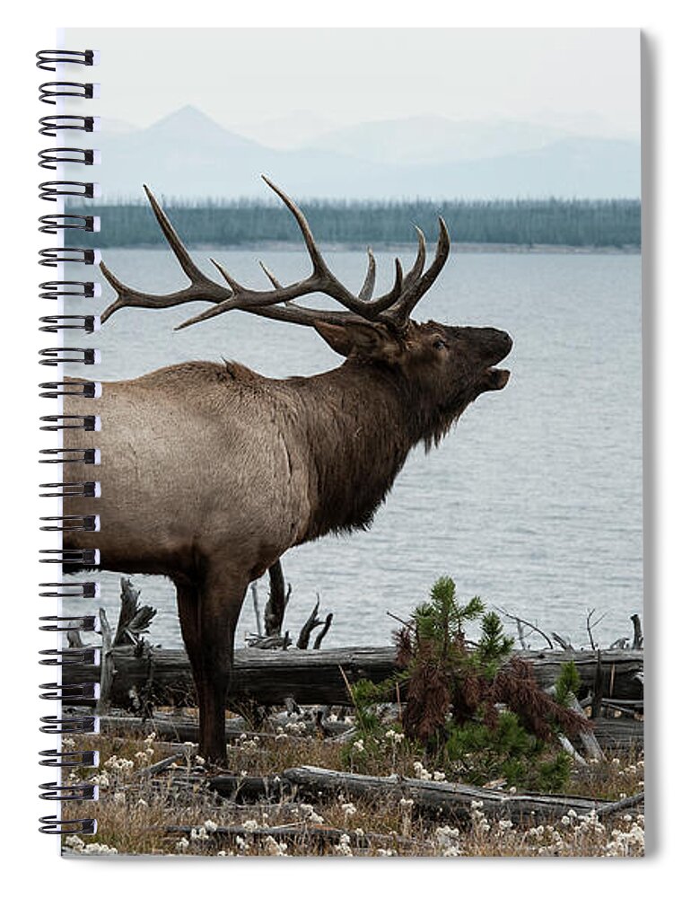 Grass Spiral Notebook featuring the photograph Bull Elk On Yellowstone Lake by Jeffrey Kaphan