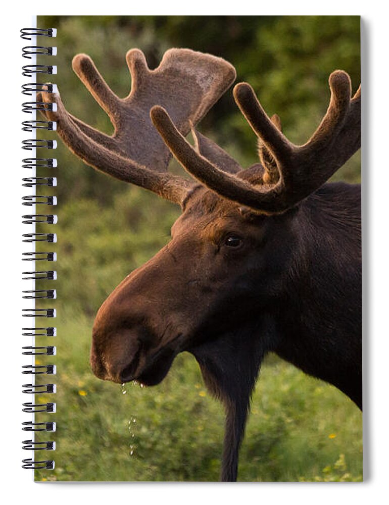 Moose Spiral Notebook featuring the photograph Bull Moose at Sunrise by Tony Hake