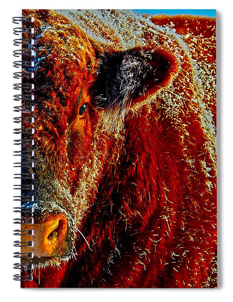 Hdr Spiral Notebook featuring the photograph Bull on Ice by Amanda Smith