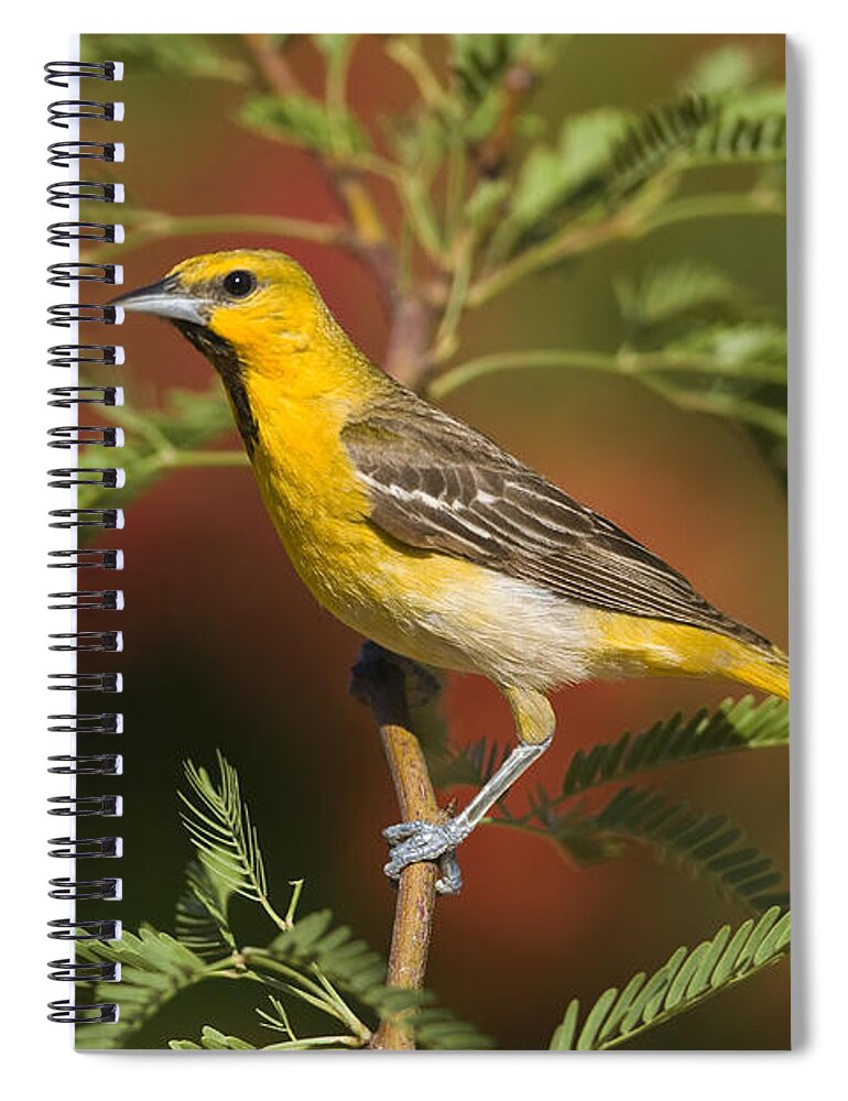 Feb0514 Spiral Notebook featuring the photograph Bullocks Oriole Juvenile Male Santa by Tom Vezo