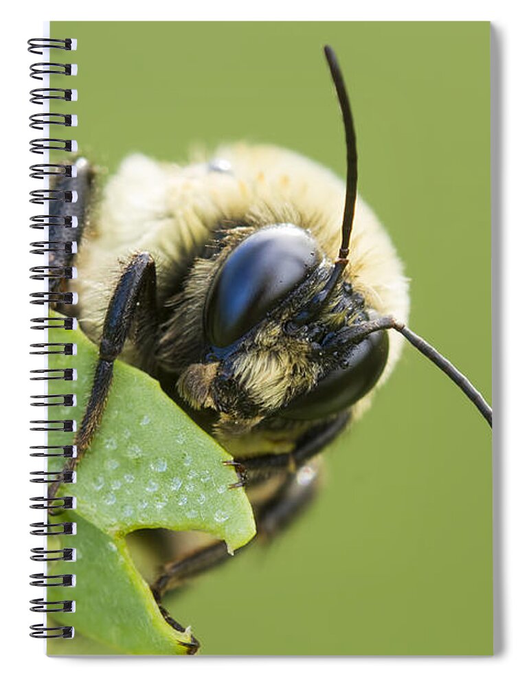 Background Spiral Notebook featuring the photograph Bumblebee by Mircea Costina Photography