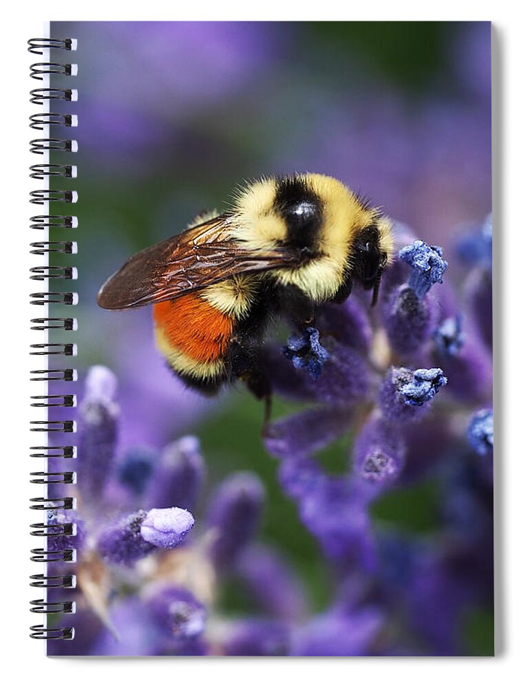 Bee Spiral Notebook featuring the photograph Bumblebee on Lavender by Rona Black