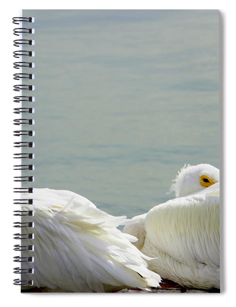 White Pelicans Spiral Notebook featuring the photograph Bundled Up by Laurie Perry