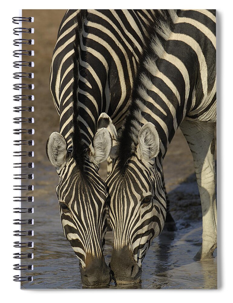 Feb0514 Spiral Notebook featuring the photograph Burchells Zebras Drinking Africa by Pete Oxford