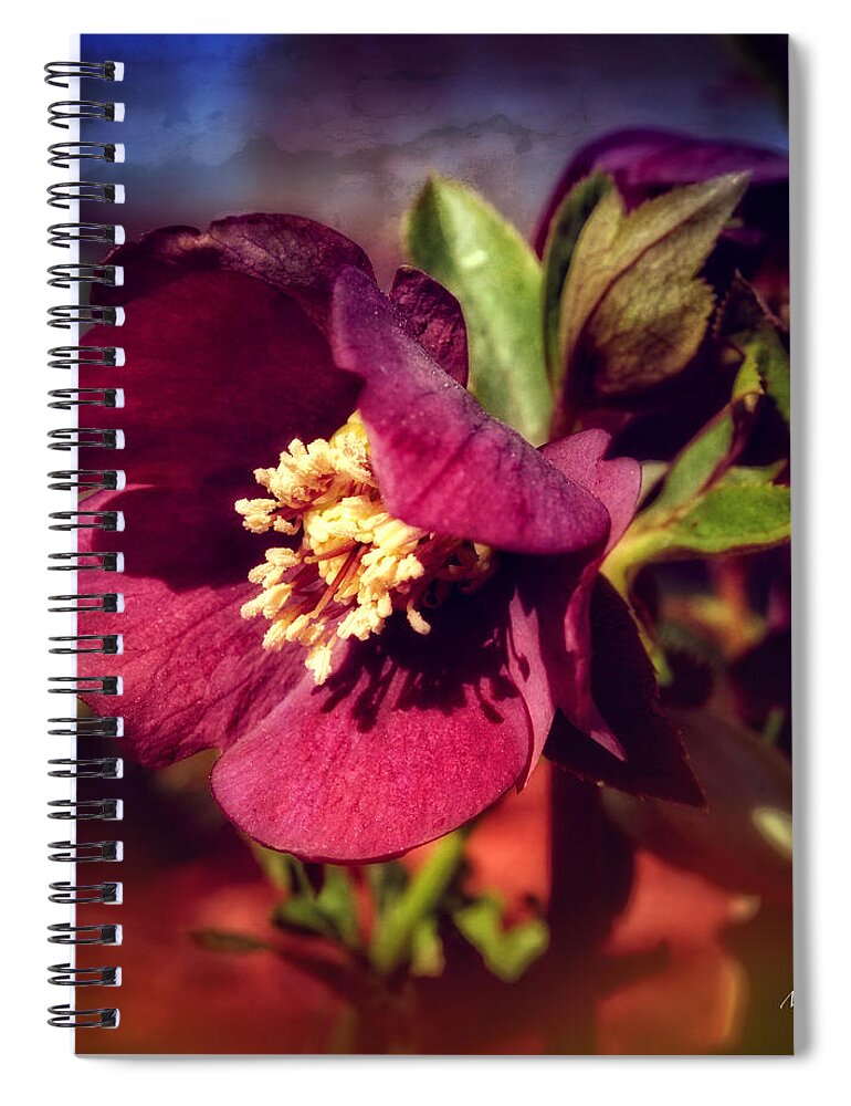 Burgundy Hellebore Flower Spiral Notebook featuring the photograph Burgundy Hellebore Flower by Mary Machare