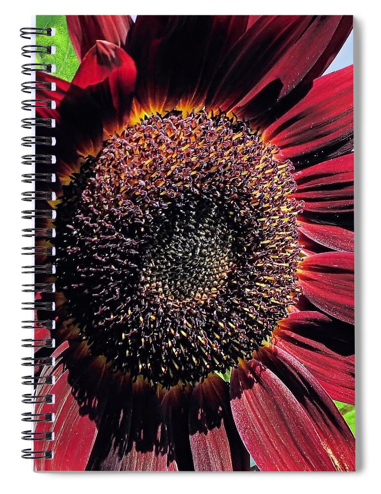 Burgundy Sunflower Spiral Notebook featuring the photograph Burgundy Sunflower by Janice Drew