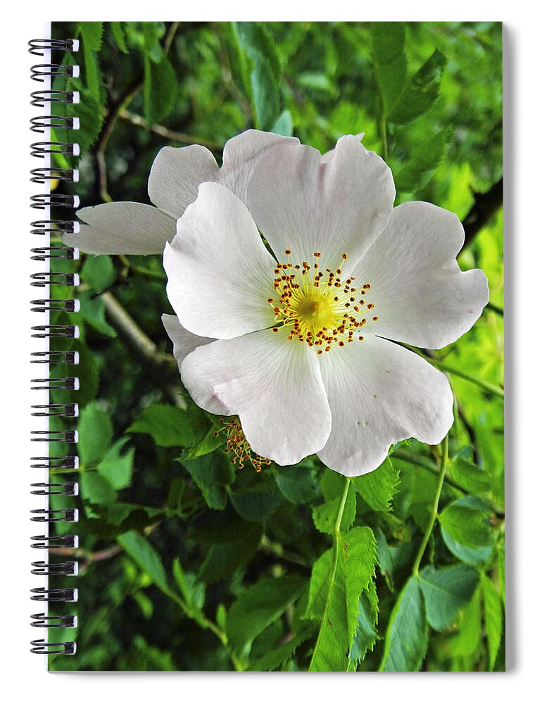 Britain Spiral Notebook featuring the photograph Burnet Rose - Rosa pimpinellifolia by Rod Johnson