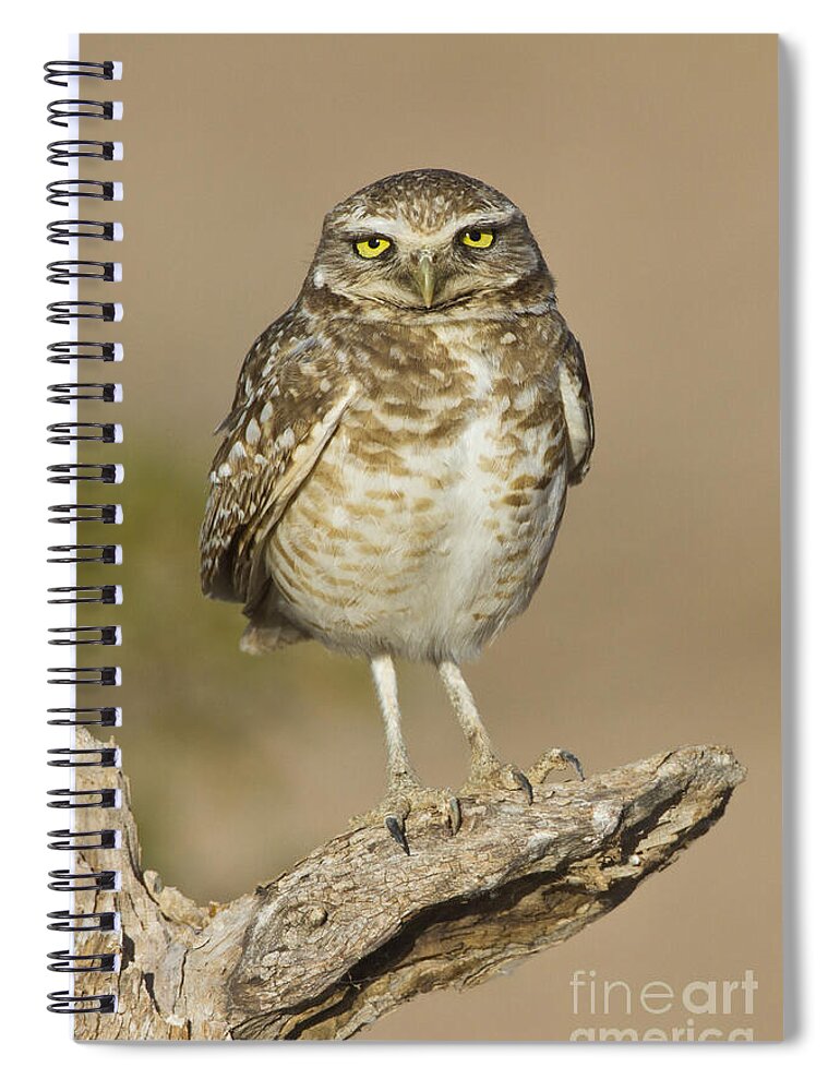 Birder Spiral Notebook featuring the photograph Burrowing Owl by Bryan Keil