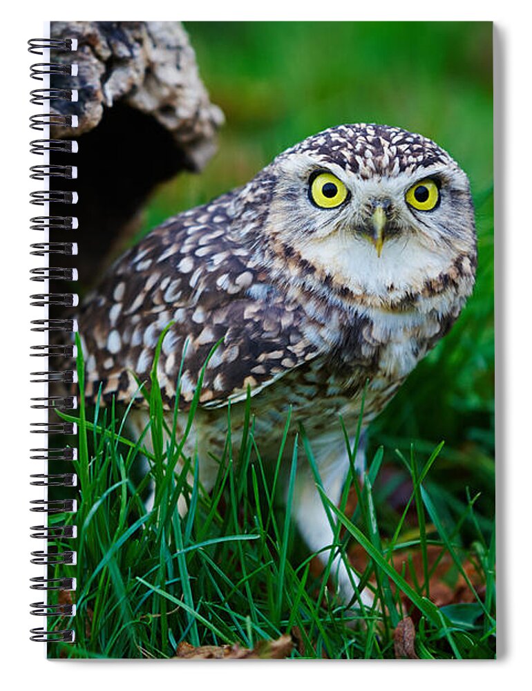 Closeup Spiral Notebook featuring the photograph Burrowing Owl by Nick Biemans