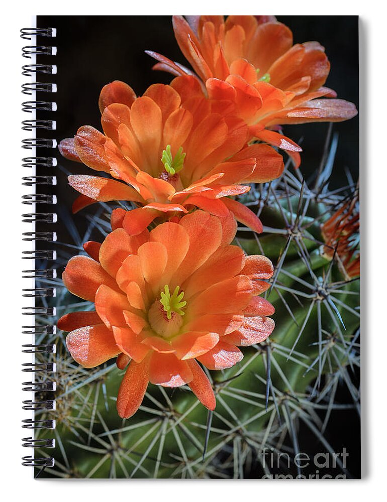 Orange Cactus Flower Spiral Notebook featuring the photograph Burst of Orange by Tamara Becker