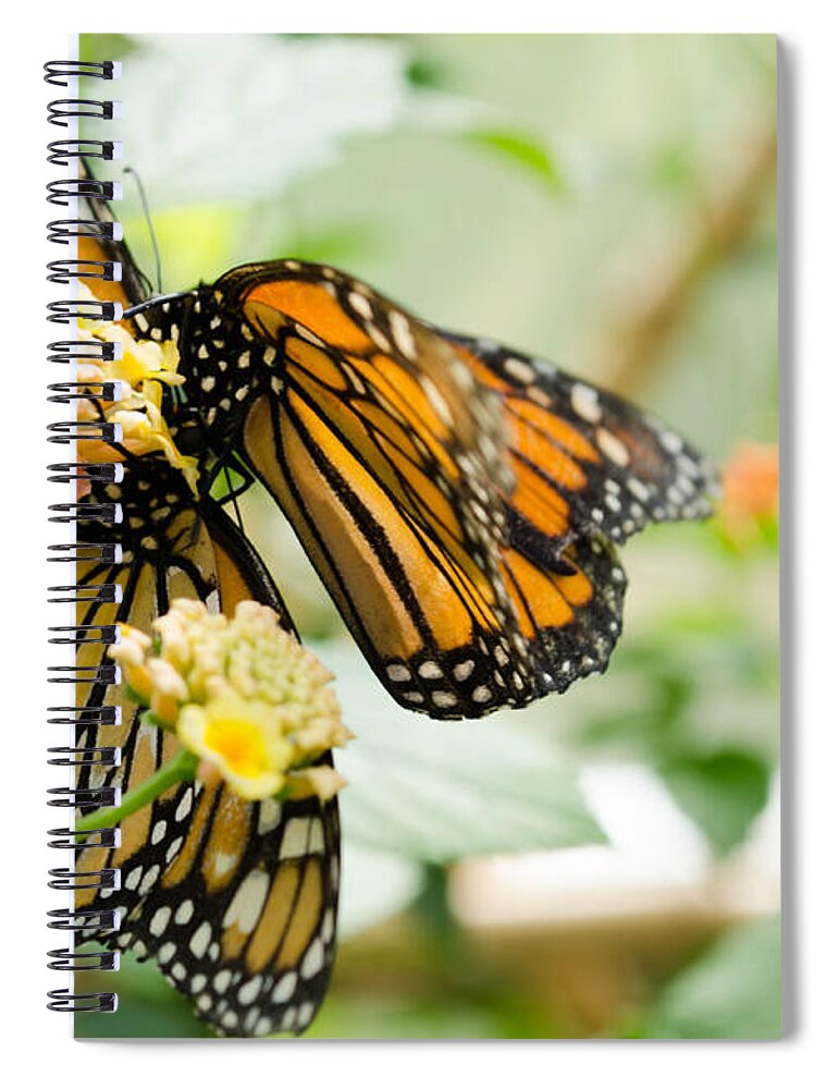 Butterfly Spiral Notebook featuring the photograph Butterflies 13 by Andrea Anderegg