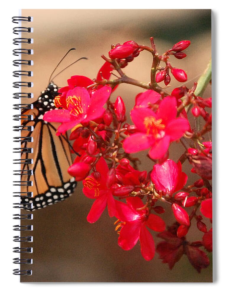 Red Spiral Notebook featuring the photograph Butterfly 1 by Leticia Latocki