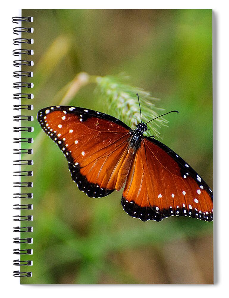 Butterfly Spiral Notebook featuring the photograph Butterfly by John Johnson