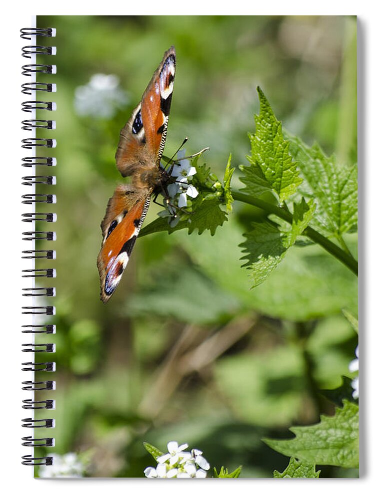 Butterfly Spiral Notebook featuring the photograph Butterfly by Spikey Mouse Photography