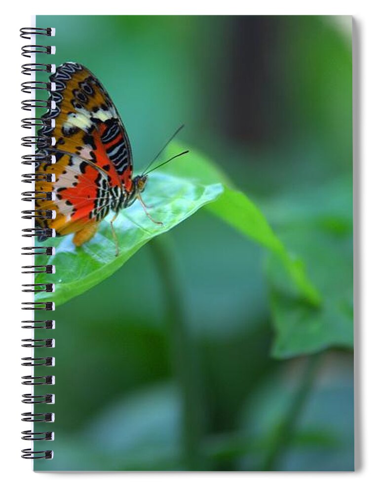 8350 Spiral Notebook featuring the photograph Butterfly on a Leaf by Gordon Elwell
