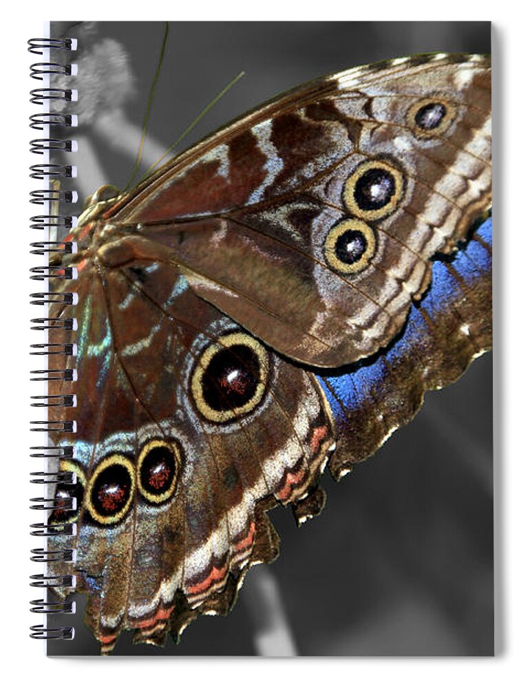 Macro Spiral Notebook featuring the photograph Butterfly Spot Color 1 by Bob Slitzan