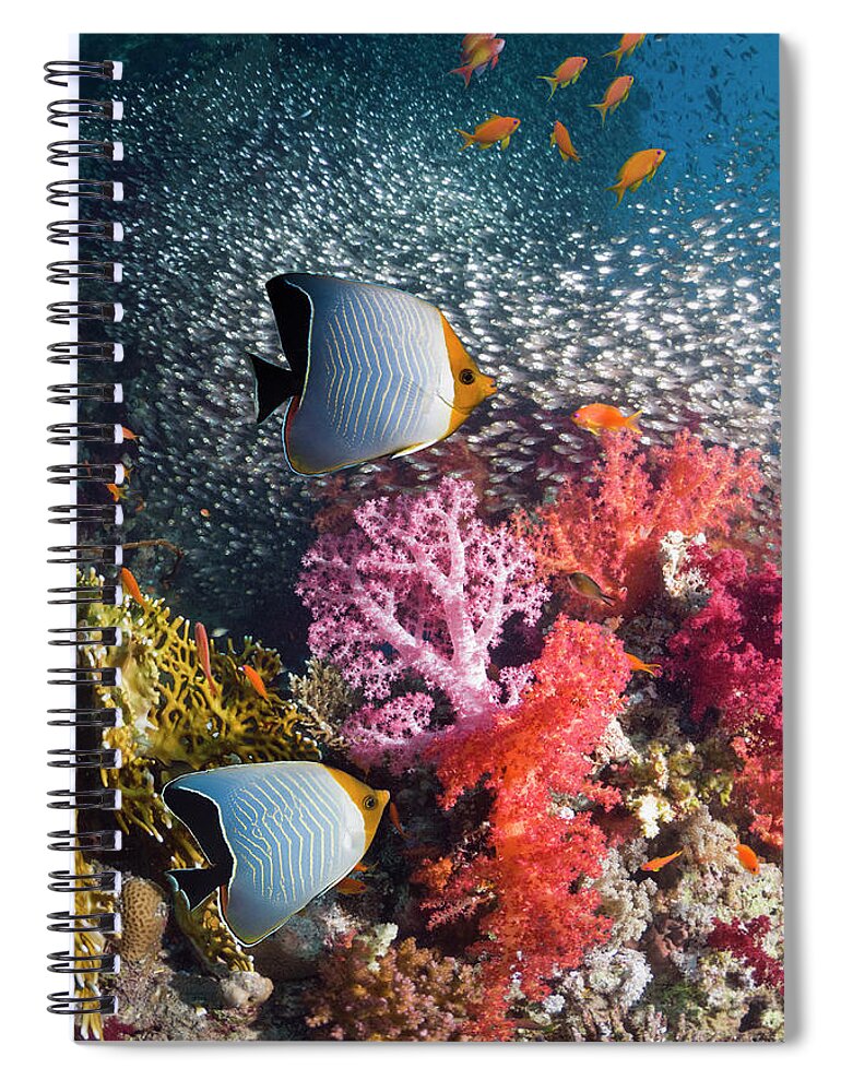Tranquility Spiral Notebook featuring the photograph Butterflyfish Over Coral Reef by Georgette Douwma
