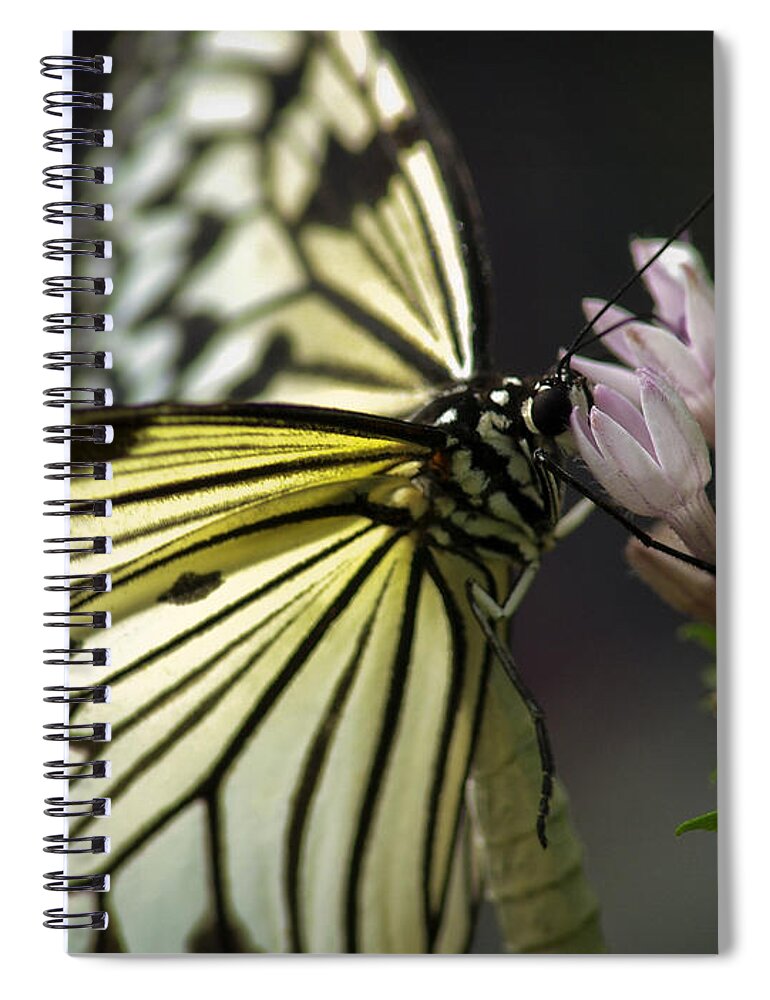 Butterfly Nature Flower Background Insect Beauty Spring Abstract Green Floral Illustration Plant Summer Leaf Vector Design Color Art Animal Wing Tree Black Fly Love Garden Beautiful Silhouette Decoration White Grunge Spiral Notebook featuring the photograph Butteryfly by John Swartz