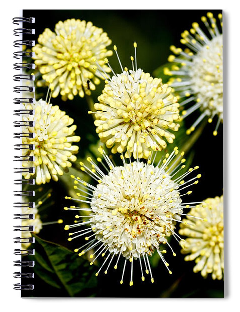 Round Spiral Notebook featuring the photograph Buttonbush by Rudy Umans