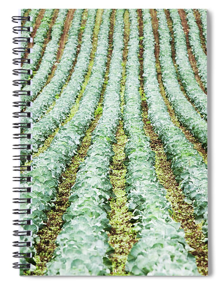 Scenics Spiral Notebook featuring the photograph Cabbage Patch by Andipantz