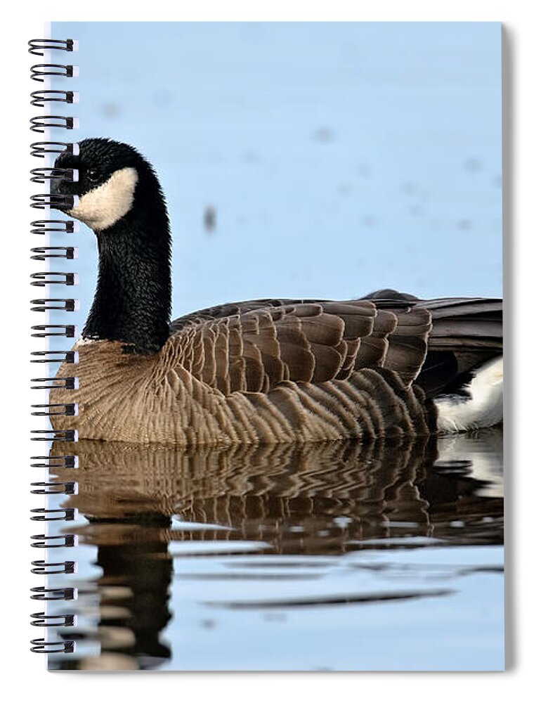 Cackling Goose Spiral Notebook featuring the photograph Cackling Goose In Water by Anthony Mercieca
