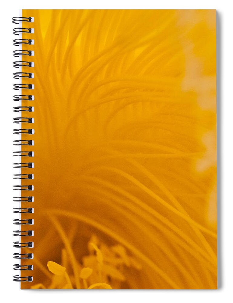 Raw Abstract Spiral Notebook featuring the photograph Cactus Flower Stamens by Jani Freimann