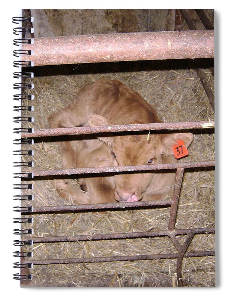 Barns Spiral Notebook featuring the photograph Calf by Moshe Harboun