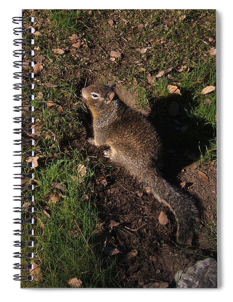 Artoffoxvox Spiral Notebook featuring the photograph California Ground Squirrel by Kristen Fox