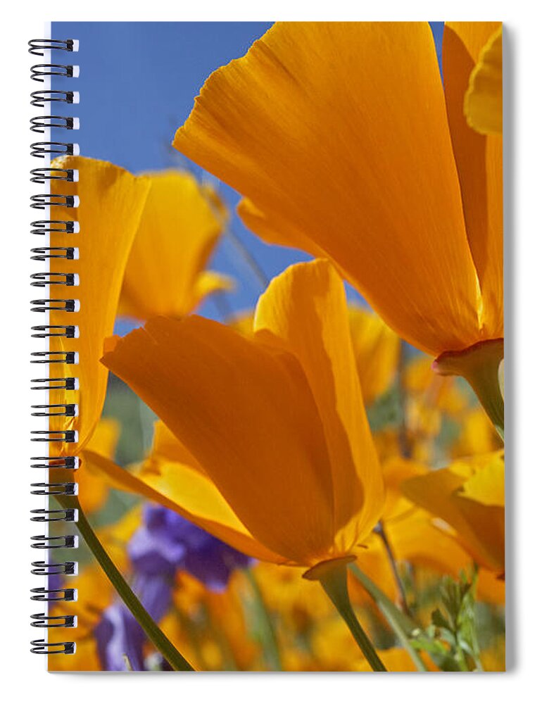 00176982 Spiral Notebook featuring the photograph California Poppies by Tim Fitzharris