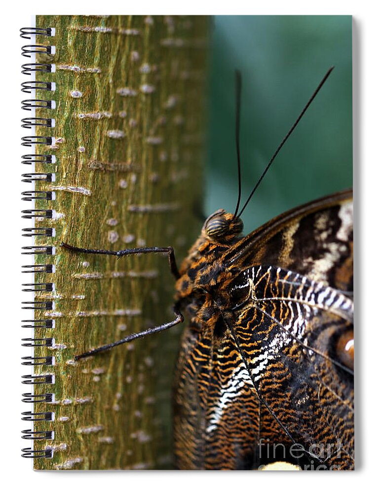 Caligo Spiral Notebook featuring the photograph Caligo atreus by Amanda Mohler
