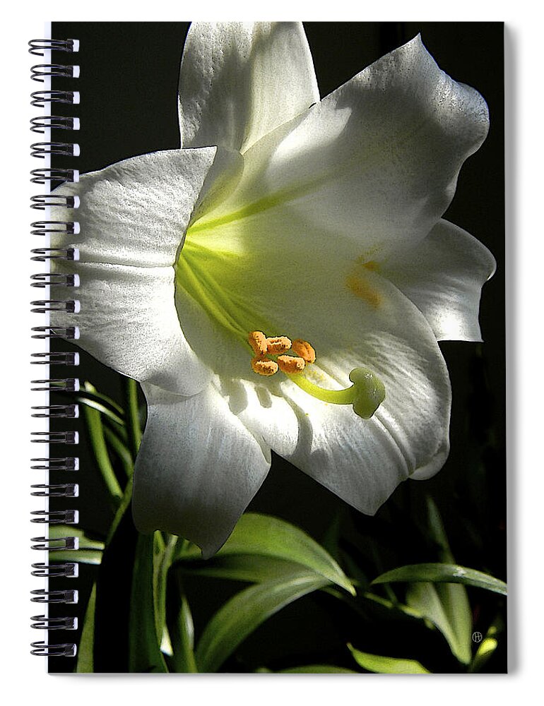 Easter Lily Spiral Notebook featuring the photograph Easter Lily Alone by Gary Olsen-Hasek