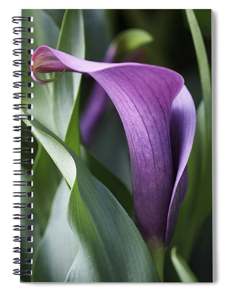 Lily Spiral Notebook featuring the photograph Calla Lily in Purple Ombre by Rona Black
