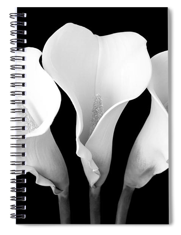 Cally Lily Spiral Notebook featuring the photograph Calla Lily Trio in Black and White by Mary Deal