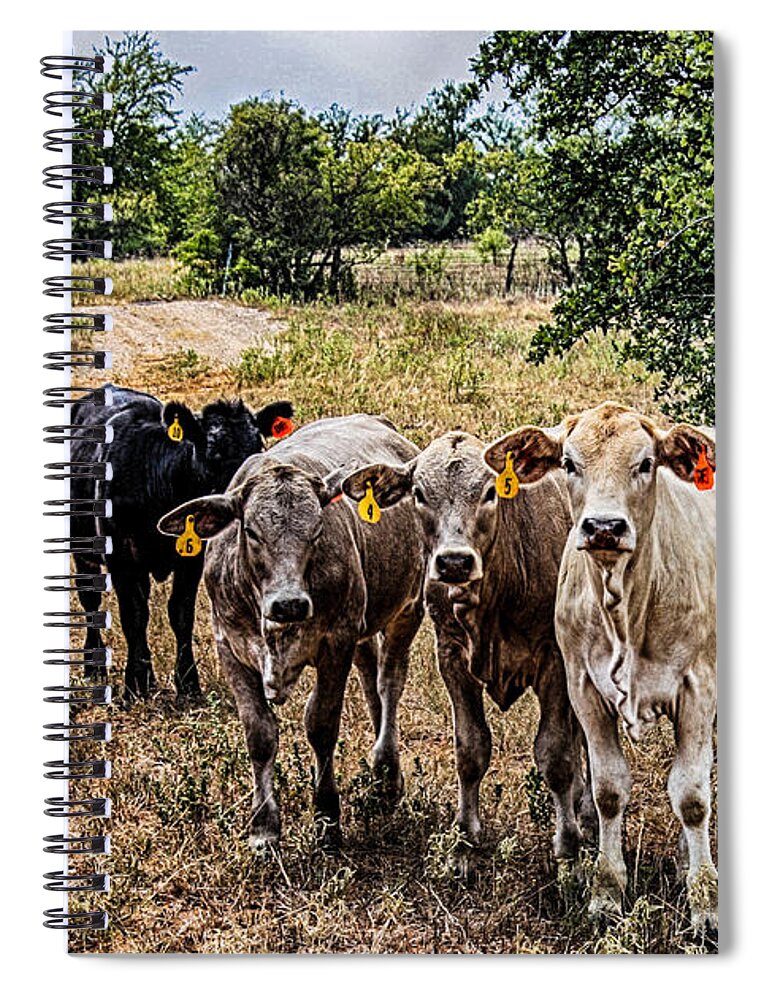 Calves Spiral Notebook featuring the photograph Calves of the Ranch by Toma Caul