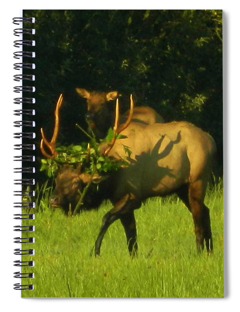 Elk Spiral Notebook featuring the photograph Camoflaged Elk With Shadows by Gallery Of Hope