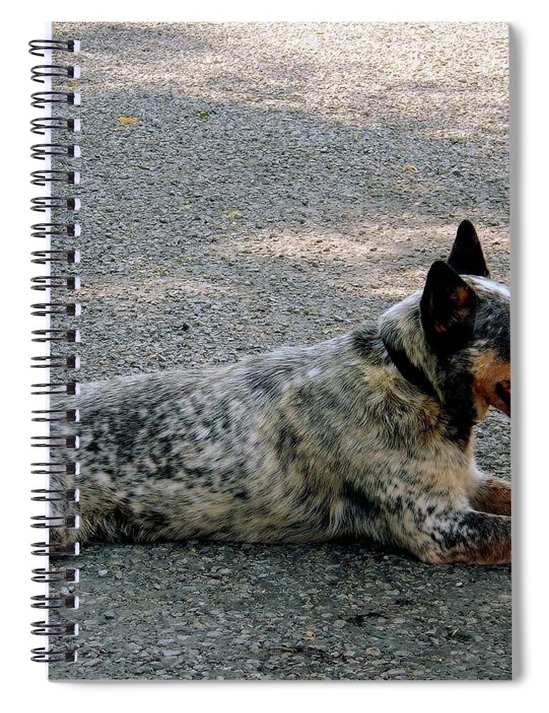 Camouflage Spiral Notebook featuring the photograph Cattle dog by Marysue Ryan