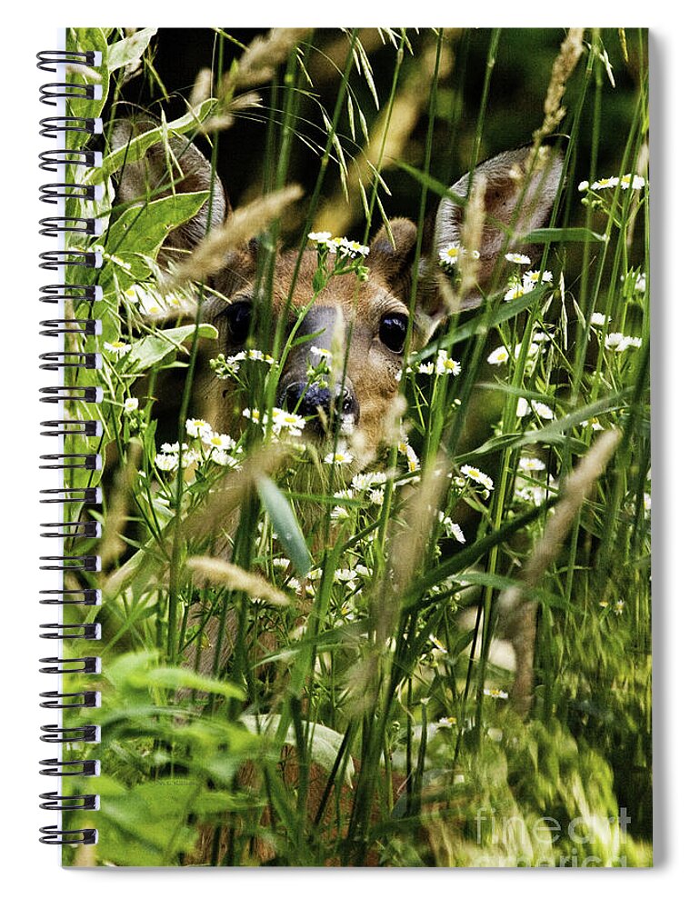 White Tail Deer Spiral Notebook featuring the photograph Can you see Me by Jan Killian