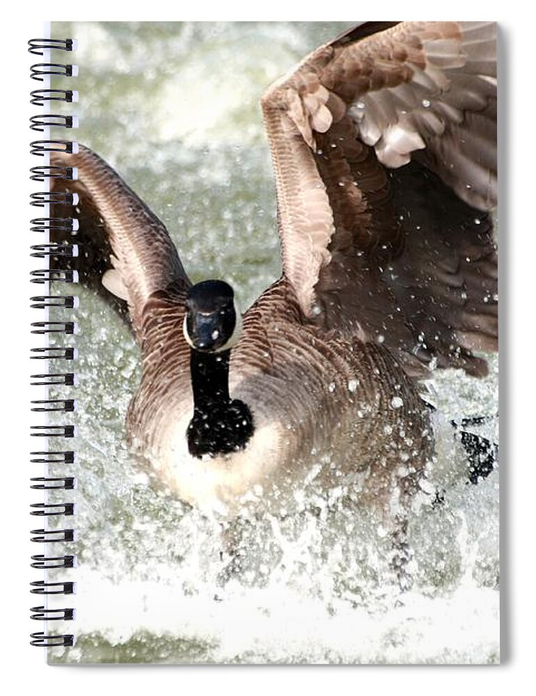 Canada Goose Spiral Notebook featuring the photograph Canada Goose Fight by Jeremy Hayden