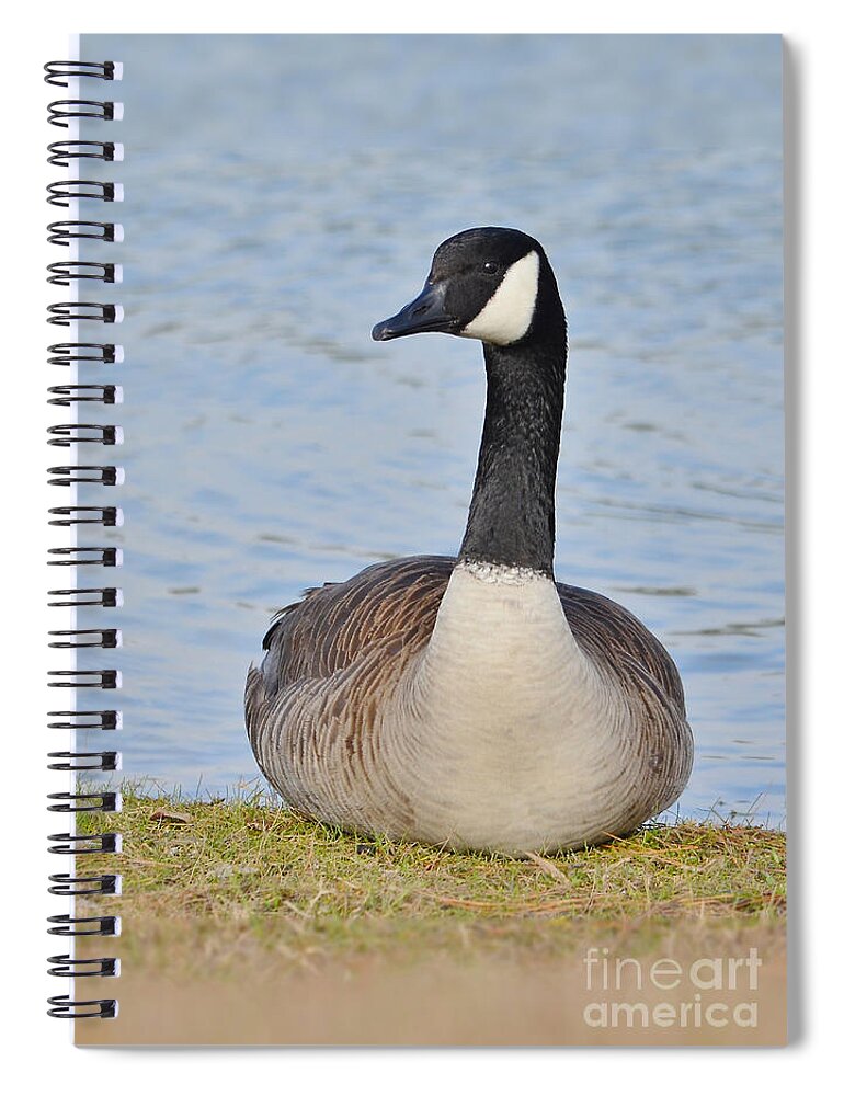 Goose Spiral Notebook featuring the photograph Canada Goose Resting By The Lake by Kathy Baccari