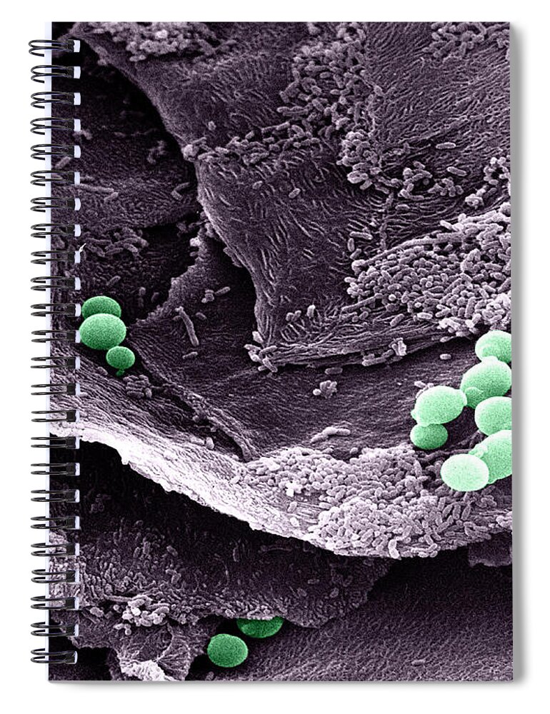 Candida Spiral Notebook featuring the photograph Candida by David M. Phillips