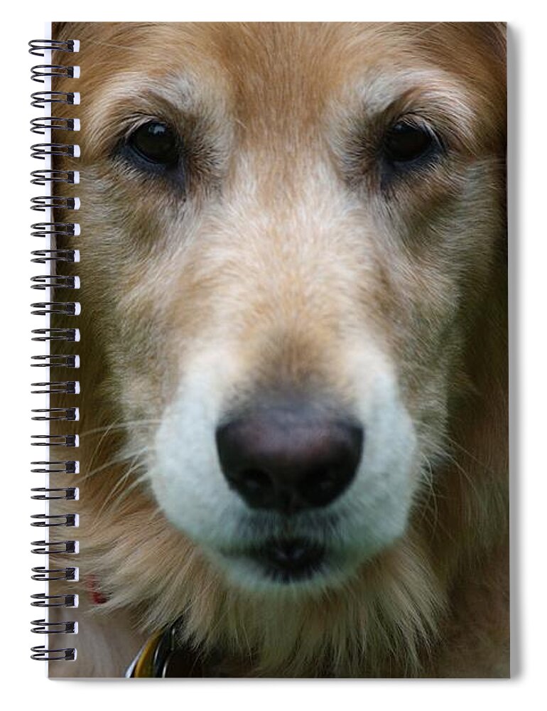 Dog Spiral Notebook featuring the photograph Canine Close Up by Veronica Batterson