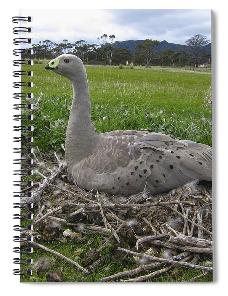 531272 Spiral Notebook featuring the photograph Cape Barren Goose Nesting Maria Isl by D. Parer & E. Parer-Cook