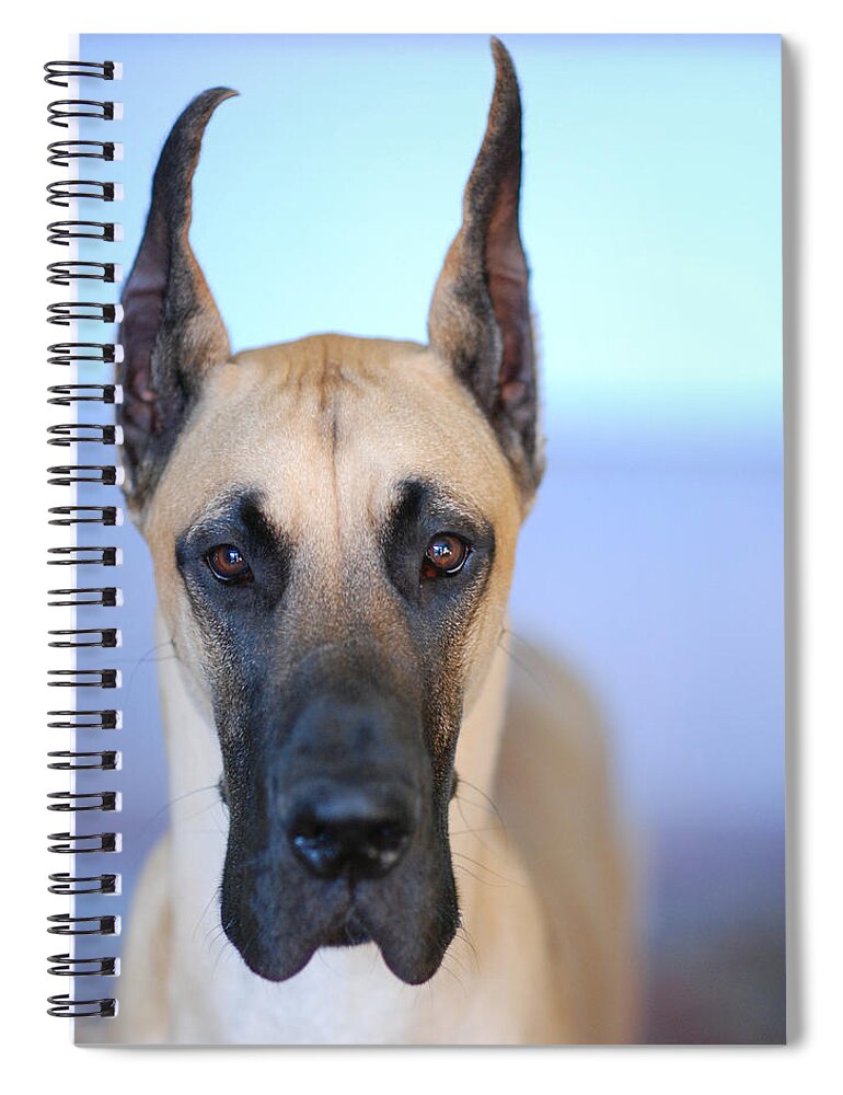 Animal Spiral Notebook featuring the photograph Cappy by Lisa Phillips