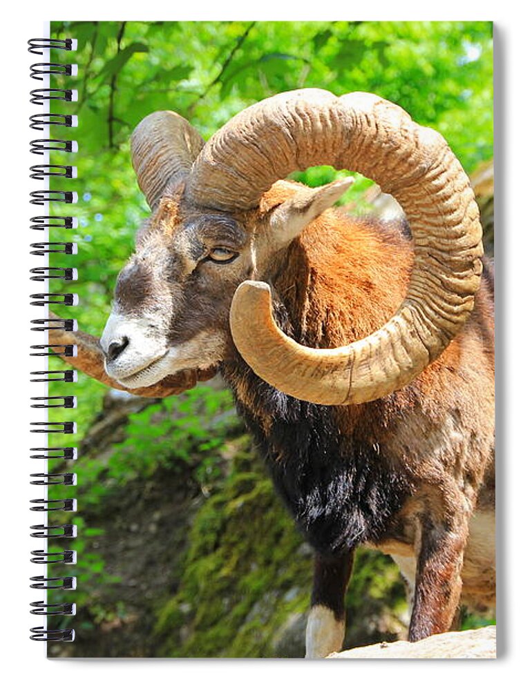  Alpine Spiral Notebook featuring the photograph Capricorne 2 by Amanda Mohler