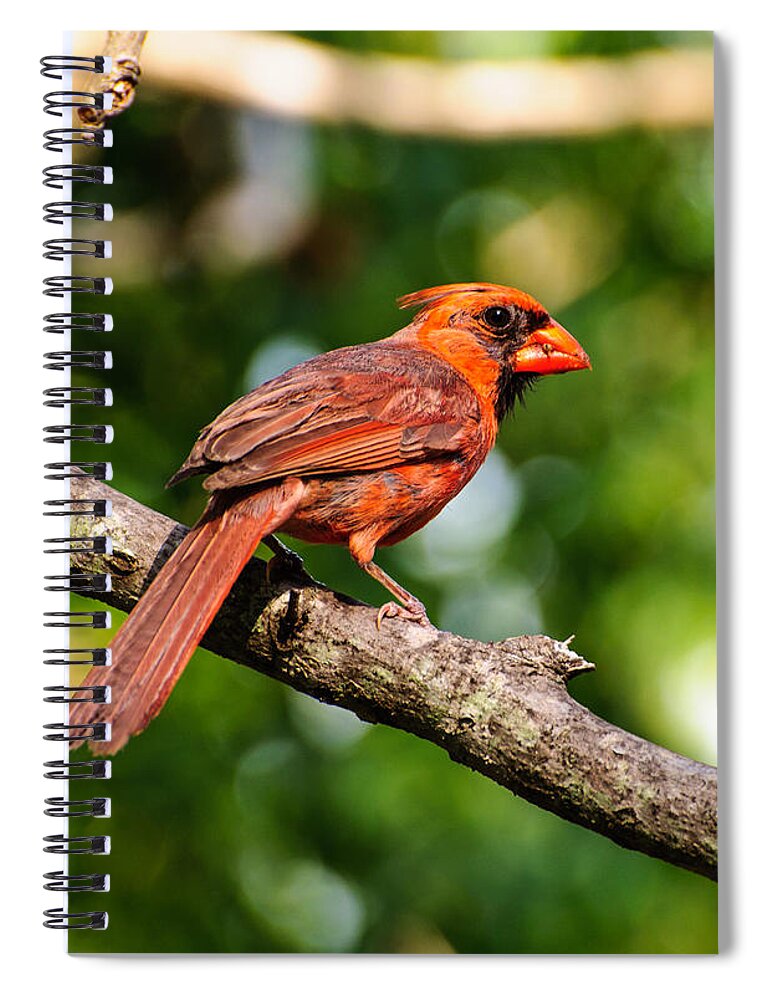 Bird Spiral Notebook featuring the photograph Cardinal by John Johnson