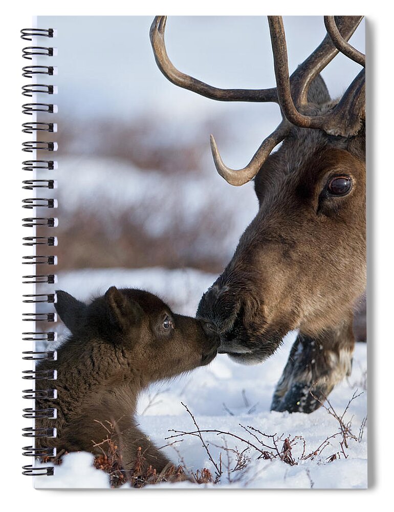 00782253 Spiral Notebook featuring the photograph Caribou Mother Nuzzling Calf by Sergey Gorshkov